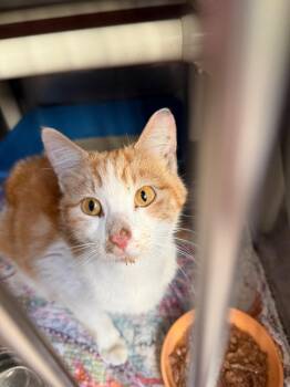 Domestic Short Hair Cats Available for Adoption - Destiny | PetCurious