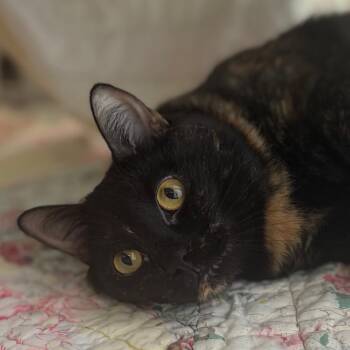 Hedwig -  Domestic Medium Hair Cat for Adoption in West Olive, Michigan - Hedwig | PetCurious