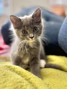Tig -  Domestic Short Hair Cat for Adoption in Clyde, North Carolina - Tig | PetCurious