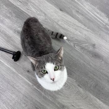 Domestic Short Hair Cats Available for Adoption in Blaine, Minnesota - Jackjack  | PetCurious