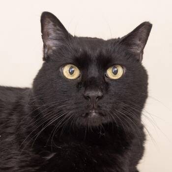 Feeny -  Domestic Short Hair Cat for Adoption in Franklin, Tennessee - Feeny | PetCurious