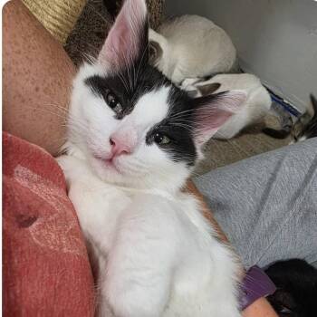Daffy -  Domestic Short Hair Cat for Adoption in Larkfield-wikiup, California - Daffy | PetCurious