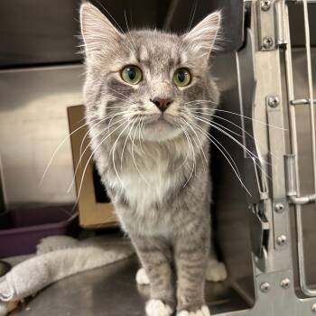 Stoney -  Domestic Medium Hair Cat for Adoption in Lindon, Utah - Stoney | PetCurious