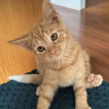 Osage -  Domestic Short Hair Cat for Adoption in La Grange, Kentucky - Osage | PetCurious