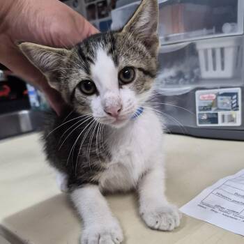 Ting -  Domestic Short Hair Cat for Adoption in Ardmore, Oklahoma - Ting | PetCurious
