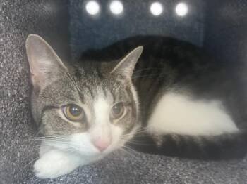 Sailor Boy -  Domestic Short Hair Cat for Adoption in New York, New York - Sailor Boy | PetCurious