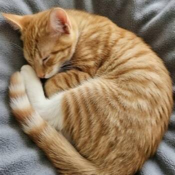 BRADWIN -  Domestic Short Hair Cat Available for Adoption in Delhi, Ontario - BRADWIN | PetCurious