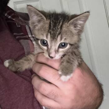 Juniper -  Domestic Short Hair Cat for Adoption in Tupelo, Mississippi - Juniper | PetCurious