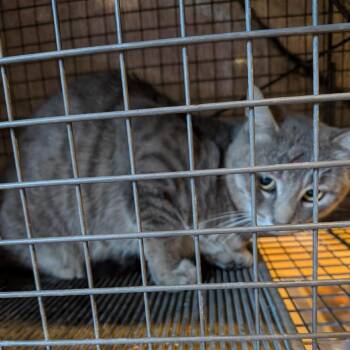 WC Movie Theater_51 -  Domestic Short Hair Cat for Adoption in Talent, Oregon - WC Movie Theater_51 | PetCurious