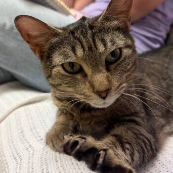Lily -  Domestic Short Hair Cat for Adoption in Fairport, New York - Lily | PetCurious