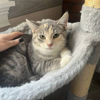 Rescue Domestic Short Hair Cats for Adoption in Gibsonia, Pennsylvania - Peeka | PetCurious