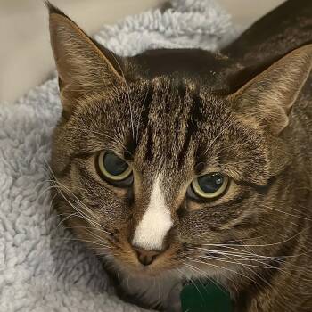 Barnaby -  Domestic Short Hair Cat for Adoption in Port Washington, New York - Barnaby | PetCurious
