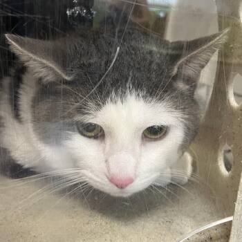 Emilio -  Domestic Short Hair Cat for Adoption in Philadelphia, Pennsylvania - Emilio | PetCurious