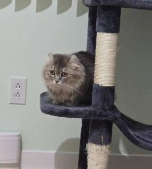 Athena -  American Curl Cat for Adoption in Montreal, Quebec - Athena | PetCurious