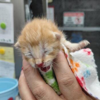 Archie -  Domestic Short Hair Cat for Adoption in Springtown, Texas - Archie | PetCurious