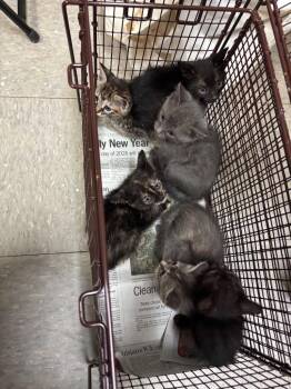Domestic Short Hair Cats Available for Adoption in Sorrento, Louisiana - 26-0531C | PetCurious