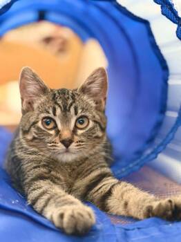 Temperance -  Tabby and Domestic Short Hair Cat for Adoption in Skyline, Minnesota - Temperance | PetCurious