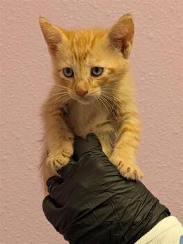 61724707 -  Domestic Medium Hair Cat for Adoption in El Paso, Texas - 61724707 | PetCurious