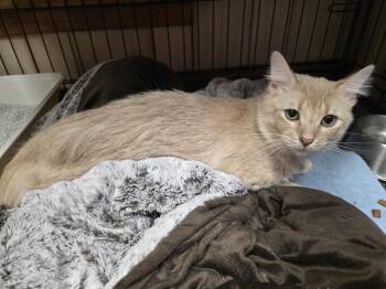 Rescue Domestic Medium Hair Cats for Adoption in El Dorado, Arkansas - Todd | PetCurious