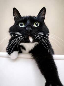 Belle -  Domestic Long Hair Cat for Adoption in Sebastian, Florida - Belle | PetCurious