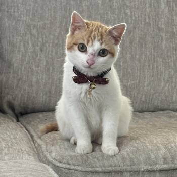 Domestic Short Hair Cats Available for Adoption in Scranton, Pennsylvania - Ravioli | PetCurious