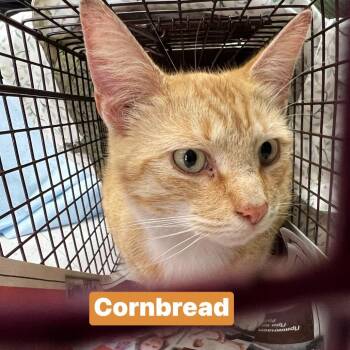 Domestic Short Hair Cats Available for Adoption in Philadelphia, Pennsylvania - Cornbread | PetCurious