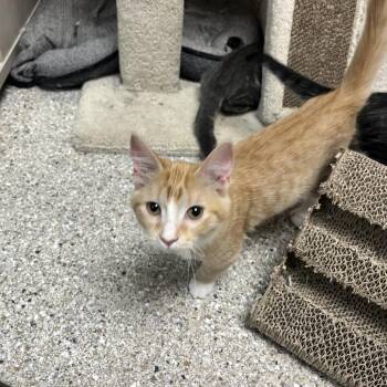 Chasm -  Domestic Short Hair Cat for Adoption in Detroit Lakes, Minnesota - Chasm | PetCurious