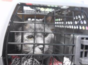 GAIL -  Domestic Short Hair Cat for Adoption in Omaha, Nebraska - GAIL | PetCurious