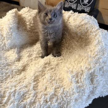 Domestic Medium Hair Cats Available for Adoption in Jurupa Valley, California - Dijon  | PetCurious