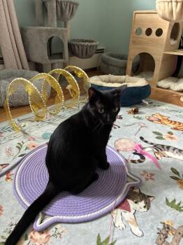 Raven -  Domestic Short Hair Cat for Adoption in Naugatuck, Connecticut - Raven | PetCurious