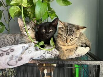 Cosmo 2 -  Domestic Short Hair Cat for Adoption in Arthur, Ontario - Cosmo 2 | PetCurious
