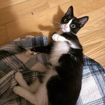 Domestic Short Hair and Tuxedo Cats Available for Adoption - Peanut | PetCurious