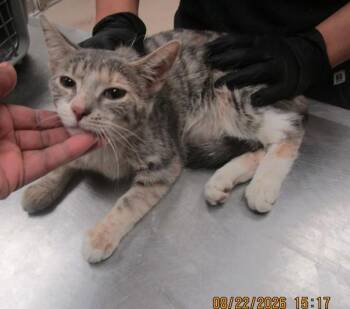 (641) -  Domestic Short Hair Cat for Adoption in Marietta, Georgia - (641) | PetCurious