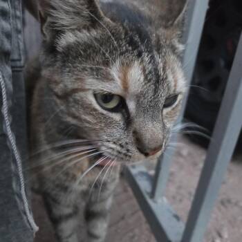 Domestic Short Hair Cats Available for Adoption in Tempe, Arizona - Bindi | PetCurious