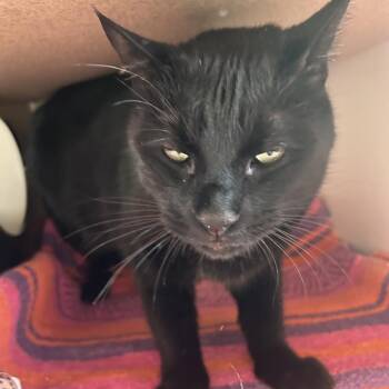 Domestic Short Hair Cats Available for Adoption in Park City, Utah - Nick Nack | PetCurious