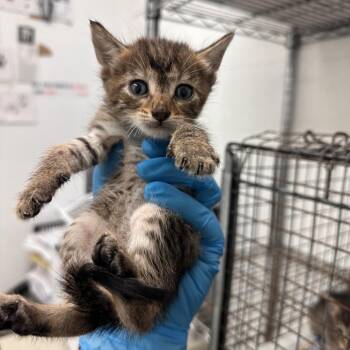 Domestic Short Hair Cats Available for Adoption in Edinburg, Texas - March | PetCurious