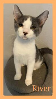 RIVER -  Tabby Cat for Adoption in Lawton, Oklahoma - RIVER | PetCurious