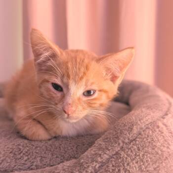 Rescue Domestic Short Hair Cats for Adoption in Los Angeles, California - Pippy | PetCurious