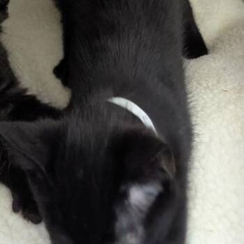 Seoul -  Domestic Short Hair Cat for Adoption in Lynchburg, Virginia - Seoul | PetCurious