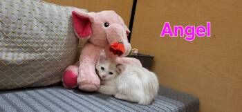 Angel -  Ragdoll Cat Available for Adoption in Gilbert, Arizona - Angel | PetCurious