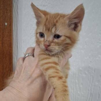 Stars -  Domestic Short Hair Cat for Adoption in Lakewood, Colorado - Stars | PetCurious