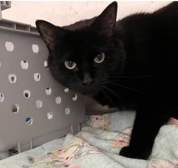 BLANKET -  Domestic Short Hair Cat for Adoption in Springfield, Massachusetts - BLANKET | PetCurious