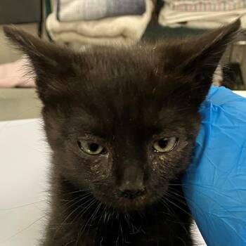 Domestic Short Hair Cats Available for Adoption in Las Cruces, New Mexico - 107111 | PetCurious