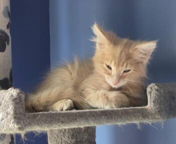 Alamo26 -  Domestic Medium Hair Cat for Adoption in Youngsville, North Carolina - Alamo26 | PetCurious