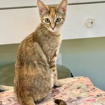 Rescue Domestic Short Hair Cats for Adoption in Wilsonville, Oregon - Lottie (bonded With Rafferty) | PetCurious