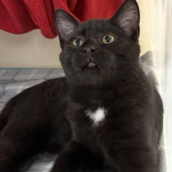 Rescue Domestic Short Hair Cats for Adoption in Charles City, Iowa - Chile | PetCurious