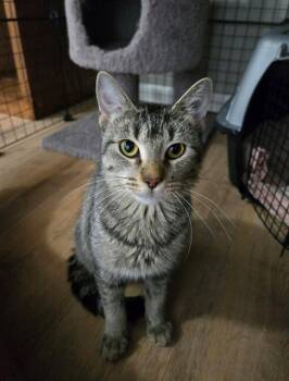 Rescue Domestic Short Hair Cats for Adoption in St. Peters, Missouri - TANDY | PetCurious