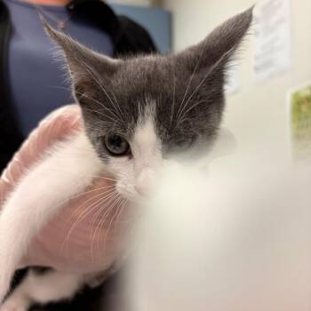 Jelly Belly -  Domestic Short Hair Cat for Adoption in Charleston, West Virginia - Jelly Belly | PetCurious