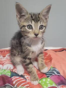 Katie -  Domestic Short Hair Cat Available for Adoption in Laplace, Louisiana - Katie | PetCurious
