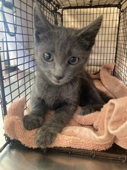 ZACHARY -  Domestic Short Hair Cat for Adoption in Long Beach, California - ZACHARY | PetCurious